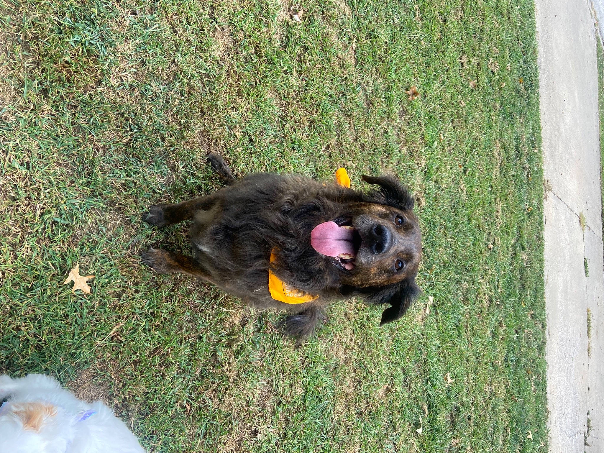 Purvis joined the competition — help win amazing prizes! asphalt, companion_dog, dog, dog_breed, fur, garden, grass, groundcover, lawn, old_german_shepherd_dog, plant, road_surface, soil, sporting_group, tail, terrestrial_animal, working_dog