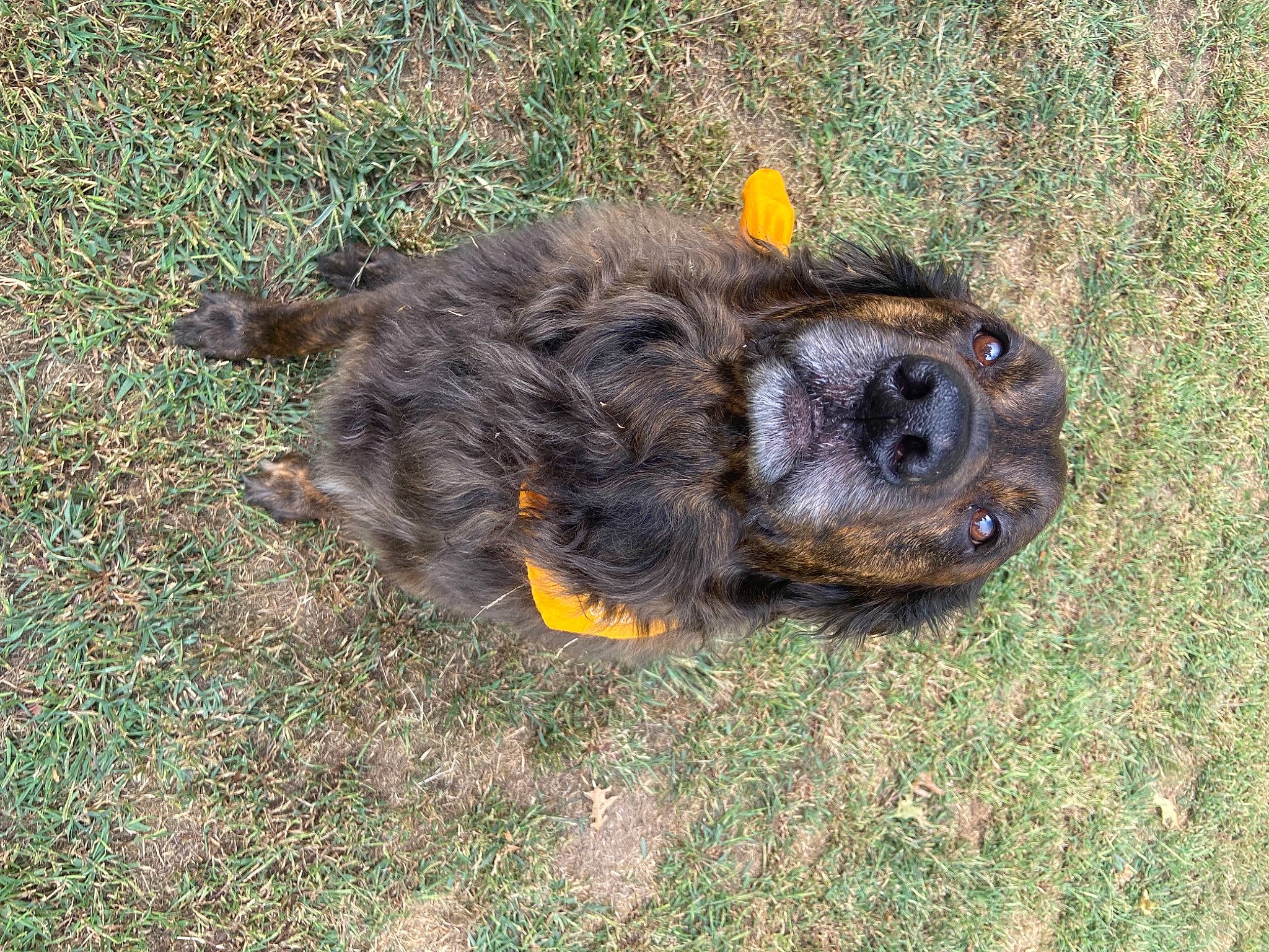 Purvis joined the competition — help win amazing prizes! canidae, dog_breed, fur, grass, hoary_marmot, paw, snout, soil, sporting_group, tail, terrestrial_animal