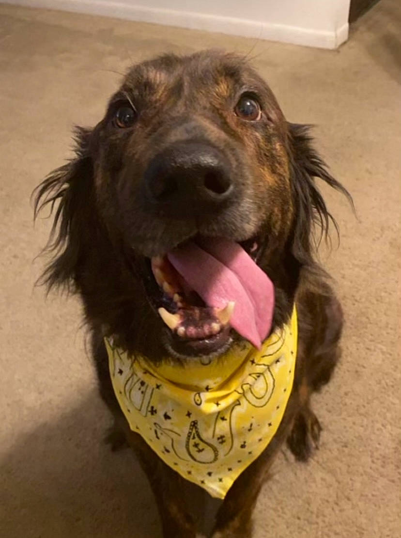 Purvis joined the competition — help win amazing prizes! canidae, carnivore, cocker_spaniel, companion_dog, dog, dog_breed, dog_collar, dog_food, fawn, fur, gun_dog, jaw, liver, retriever, snout, spaniel, sporting_group, whiskers, working_animal, working_dog