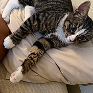 Niko joined the competition — help win amazing prizes! cat, tabby, white_paws, pillow, indoor, relaxed, curious, fur, pet, animal, whiskers, ears, bedroom, soft, couch, lying_down, cute, domestic_cat, feline, resting