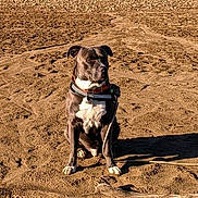 Chris joined the competition — help win amazing prizes! dog, sitting, sand, beach, outdoor, sunlight, leash, collar, stick, brown, white, black, pet, animal, nature, daytime, quiet, calm, canine, landscape