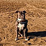 dog, sitting, sand, beach, outdoor, sunlight, leash, collar, stick, brown, white, black, pet, animal, nature, daytime, quiet, calm, canine, landscape