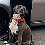 dog, orange_collar, sitting, person, black_suit, hands_crossed, car, silver_car, shiny_shoes, asphalt, outdoor, pet, canine, loyal, guard_dog, street, vehicle, animal, companion, watchful
