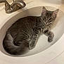 Winston is registered to the contest to win money with this photo: cat, kitten, sink, bathroom, gray_fur, curious, wide_eyes, fluffy, domestic_animal, pet, feline, resting, indoor, cute, animal, whiskers, ears, tail, fur, closeup
