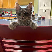 Winston joined the competition — help win amazing prizes! kitten, cat, gray_cat, chair, red_chair, kitchen, wooden_cabinet, window, curious, pet, animal, indoor, feline, paw, countertop, household, domestic, young_cat, cute, looking