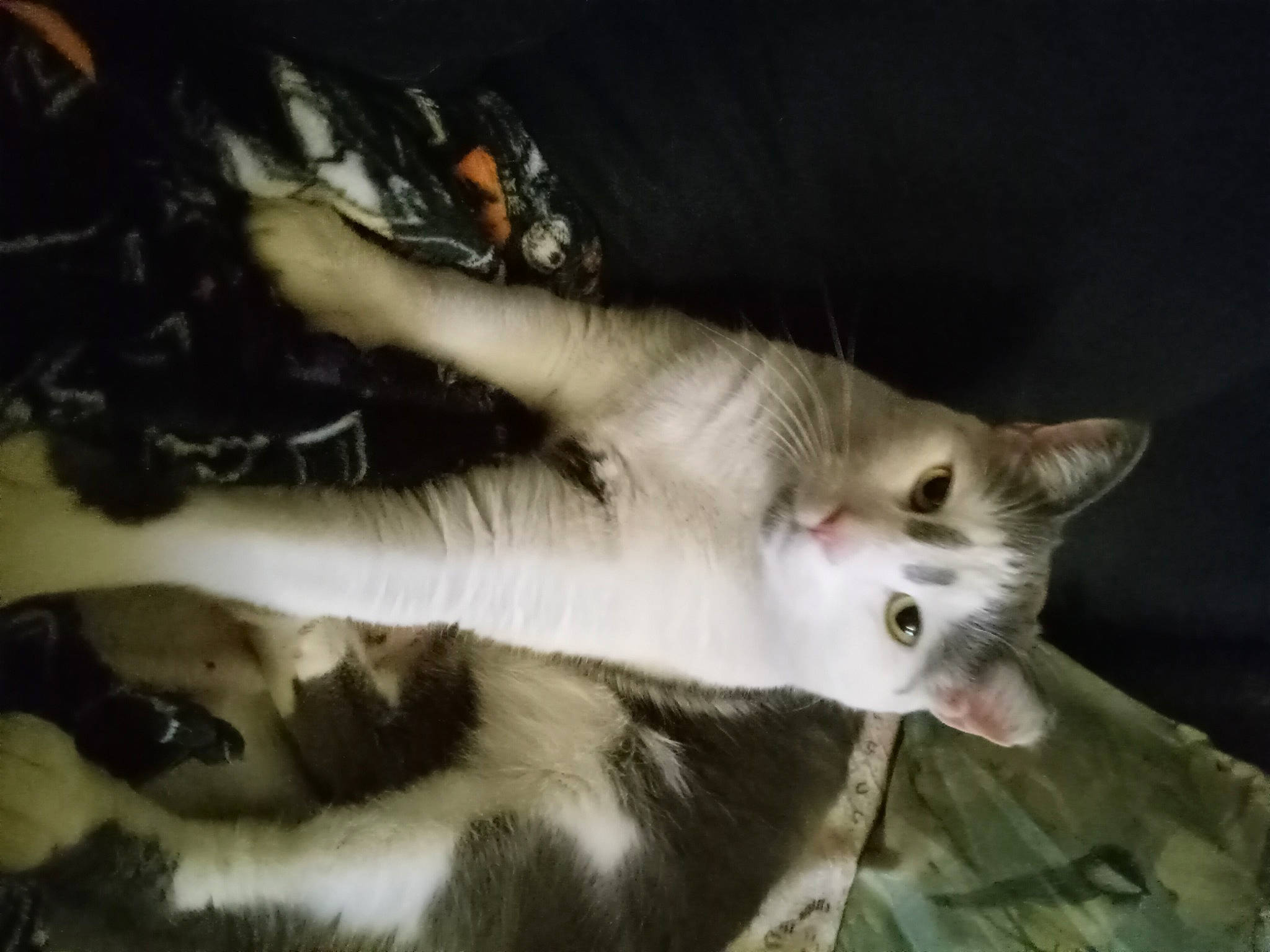 Niles is registered to the contest to win money with this photo: carnivore, cat, domestic_short_haired_cat, ear, fawn, felidae, fur, paw, small_to_medium_sized_cats, snout, tail, terrestrial_animal, whiskers