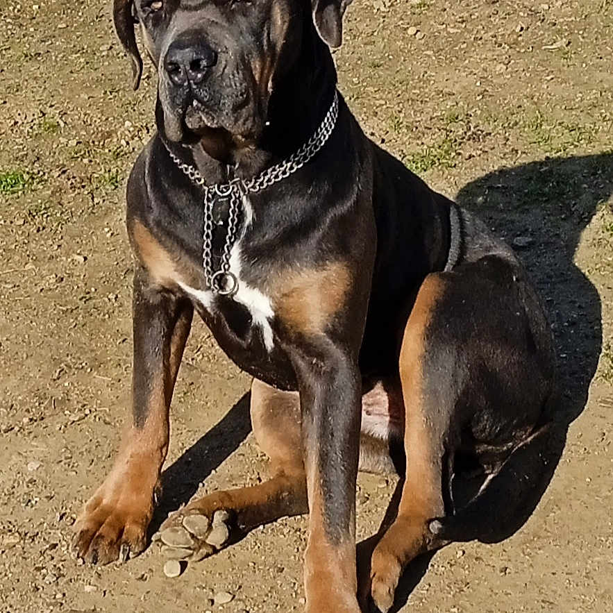 Zina a rejoint le concours — aidez-le/la à gagner de superbes lots ! animal, boxer, bulldog, canine, dog, greatdane, hound, labradorretriever, pet, pitbull, pointer, policedog, puppy, snout