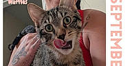 Waffles is registered to the contest to win money with this photo: animal, calendar, cat, close_up, cute, domestic_cat, feline, holding, indoor, person, pet, playful, portrait, red_tank_top, smiling, tabby_cat, tattoo, text_overlay, tongue_out, whiskers