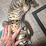 Waffles joined the competition — help win amazing prizes! animal, blue_nails, cat, claws, cute, domestic, feline, fur, hand, indoor, interaction, kitten, paw, pet, playful, rug, small, tabby, tattoo, wooden_floor