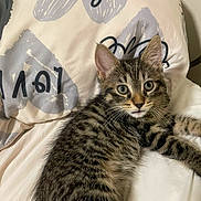 Waffles is registered to the contest to win money with this photo: animal, bed, cat, cozy, cute, domestic, ears, feline, fur, indoor, kitten, looking, pet, pillow, resting, sleepy, striped, tabby, whiskers, young