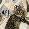 animal, bed, cat, cozy, cute, domestic, ears, feline, fur, indoor, kitten, looking, pet, pillow, resting, sleepy, striped, tabby, whiskers, young