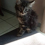 Mimi a rejoint le concours — aidez-le/la à gagner de superbes lots ! kitten, cat, indoor, floor, carpet, sunlight, curious, furry, pet, animal, small, cute, whiskers, ears, tile, shadow, cozy, domestic, young, sitting