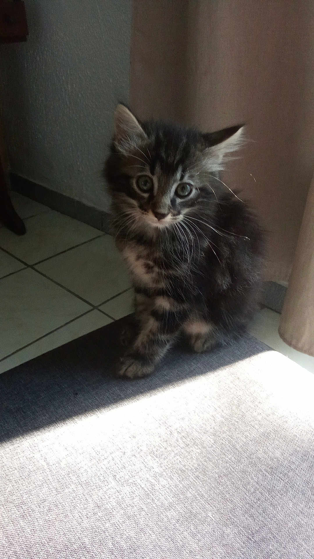 Mimi a rejoint le concours — aidez-le/la à gagner de superbes lots ! kitten, cat, indoor, floor, carpet, sunlight, curious, furry, pet, animal, small, cute, whiskers, ears, tile, shadow, cozy, domestic, young, sitting