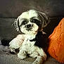 dog, small_dog, shih_tzu, black_and_white, pet, couch, orange_pillow, indoor, relaxed, fur, cute, animal, companion, portrait, home, cozy, laying_down, looking_at_camera, domestic, friendly