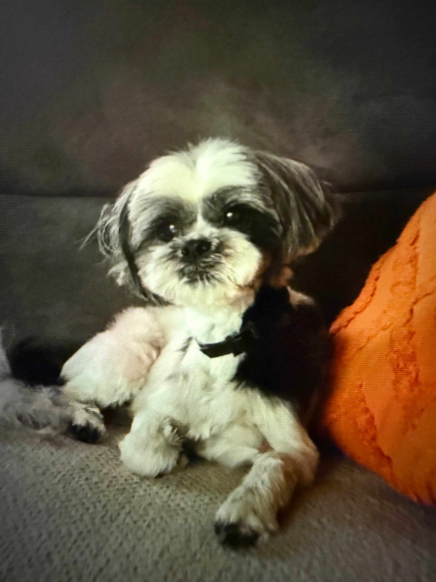 Grace a rejoint le concours — aidez-le/la à gagner de superbes lots ! dog, small_dog, shih_tzu, black_and_white, pet, couch, orange_pillow, indoor, relaxed, fur, cute, animal, companion, portrait, home, cozy, laying_down, looking_at_camera, domestic, friendly