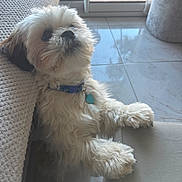 Amour participe au concours pour gagner de l'argent avec cette photo : dog, small_dog, fluffy, white_fur, blue_collar, heart_tag, indoor, couch, tiled_floor, glass_door, curious, pet, animal, cute, furry, looking_up, paw, home, domestic, companion