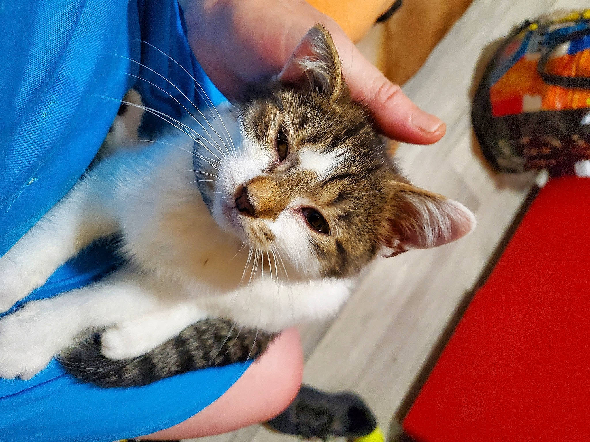 Africa participe au concours pour gagner de l'argent avec cette photo : aegean_cat, american_shorthair, american_wirehair, asian, carnivore, cat, claw, domestic_short_haired_cat, european_shorthair, felidae, hand, kitten, paw, small_to_medium_sized_cats, tabby_cat, whiskers