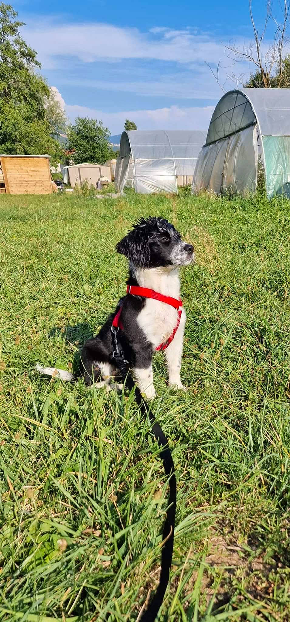 Olya participe au concours pour gagner de l'argent avec cette photo : carnivore, cloud, collar, companion_dog, dog, dog_breed, dog_clothes, dog_collar, fawn, grass, grassland, leash, pet_supply, plant, sky, tail, tent, toy_dog, tree, water