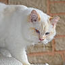 Min-Ho a rejoint le concours — aidez-le/la à gagner de superbes lots ! cat, white_cat, blue_eyes, amber_eyes, fluffy_fur, close_up, indoor, brick_wall, pet, animal, whiskers, curious, walking, feline, soft_texture, portrait, domestic, mammal, side_view, focused