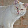 cat, white_cat, orange_eyes, fluffy_fur, pet, animal, indoor, close_up, feline, portrait, whiskers, ears, pink_nose, fur_texture, looking, alert, mammal, cute, domestic_animal, brick_wall