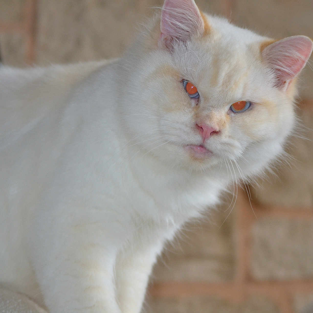 Min-Ho a rejoint le concours — aidez-le/la à gagner de superbes lots ! cat, white_cat, orange_eyes, fluffy_fur, pet, animal, indoor, close_up, feline, portrait, whiskers, ears, pink_nose, fur_texture, looking, alert, mammal, cute, domestic_animal, brick_wall