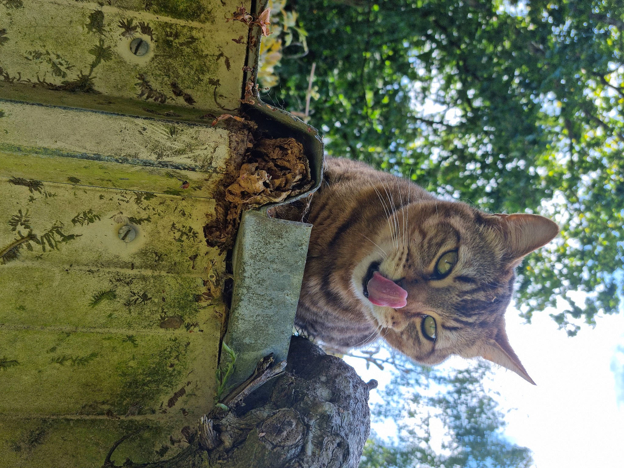 Evan a rejoint le concours — aidez-le/la à gagner de superbes lots ! branch, carnivore, cat, domestic_short_haired_cat, fawn, felidae, grass, leaf, organism, plant, sky, small_to_medium_sized_cats, snout, tail, terrestrial_animal, tree, trunk, twig, whiskers, wood