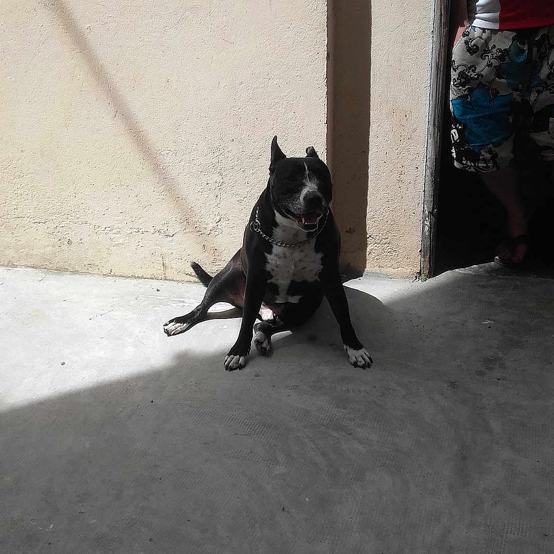 Tayko participe au concours pour gagner de l'argent avec cette photo : asphalt, black, boston_terrier, dog, dog_like_mammal, mammal, road, snout, street