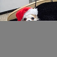 Jade a rejoint le concours — aidez-le/la à gagner de superbes lots ! animal, background, black_fabric, blurred, christmas, cute, dog, eyes, festive, fur, fuzzy_surface, holiday, household, indoor, nose, peeking, pet, room, santa_hat, small_dog