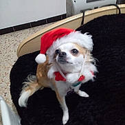 Jade a rejoint le concours — aidez-le/la à gagner de superbes lots ! dog, small_dog, santa_hat, christmas, holiday, pet, fur, black_blanket, bed_frame, floor, indoor, cute, festive, white_and_brown, collar, looking_away, animal, domestic, portrait, furry