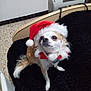 dog, small_dog, santa_hat, christmas, holiday, pet, fur, black_blanket, bed_frame, floor, indoor, cute, festive, white_and_brown, collar, looking_away, animal, domestic, portrait, furry