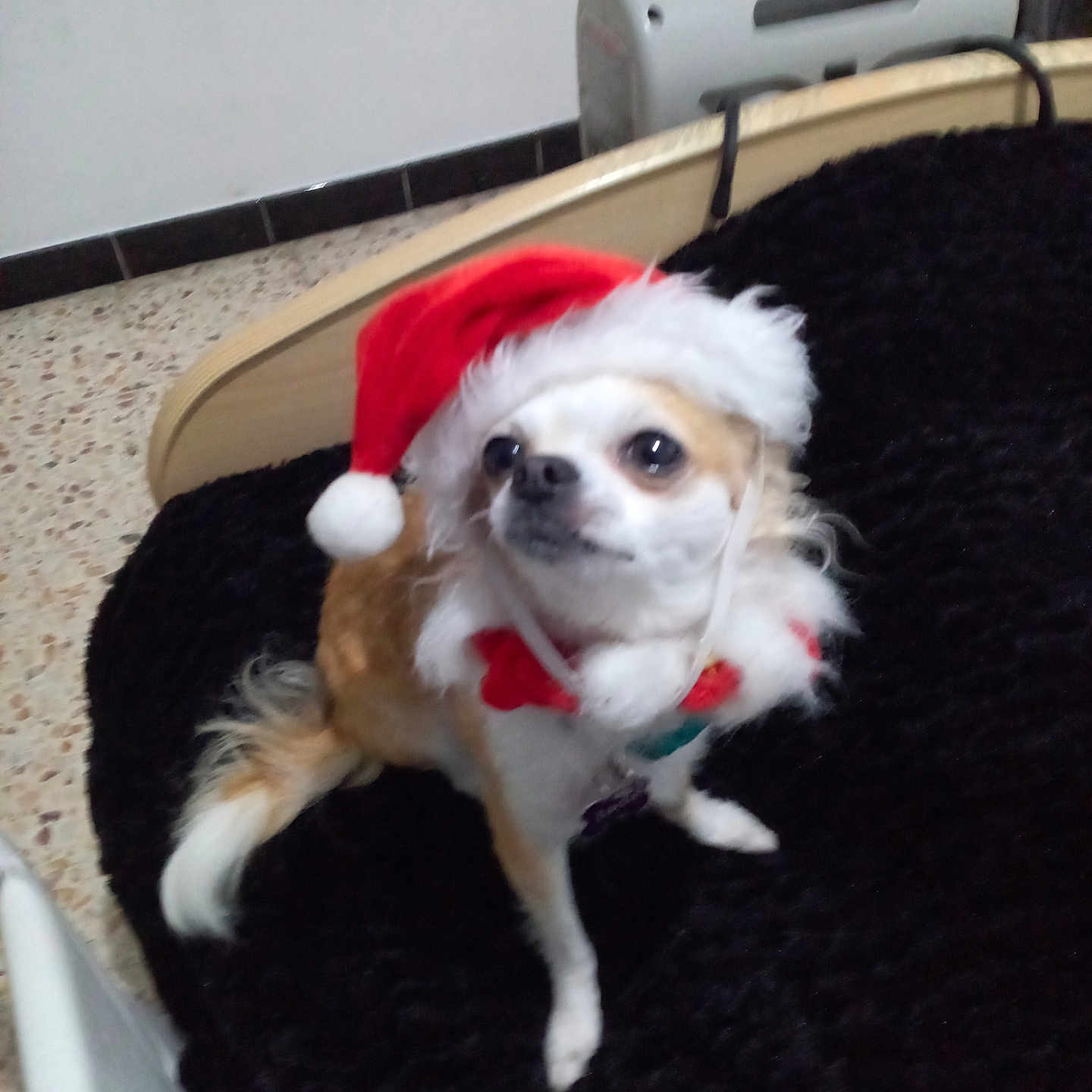 Jade a rejoint le concours — aidez-le/la à gagner de superbes lots ! animal, bed_frame, black_blanket, christmas, collar, cute, dog, domestic, festive, floor, fur, furry, holiday, indoor, looking_away, pet, portrait, santa_hat, small_dog, white_and_brown