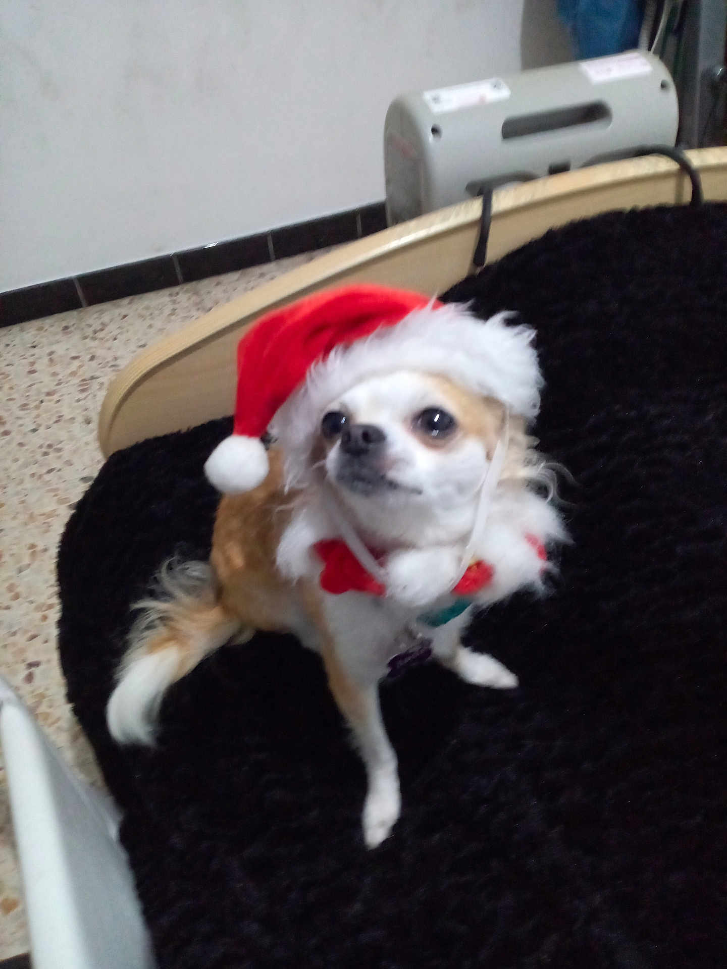 Jade a rejoint le concours — aidez-le/la à gagner de superbes lots ! dog, small_dog, santa_hat, christmas, holiday, pet, fur, black_blanket, bed_frame, floor, indoor, cute, festive, white_and_brown, collar, looking_away, animal, domestic, portrait, furry