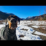 Pyros a rejoint le concours — aidez-le/la à gagner de superbes lots ! dog, doberman, snow, mountain, outdoor, sky, winter, landscape, nature, animal, pet, canine, cold, scenic, adventure, fur, portrait, blue_sky, field, jacket