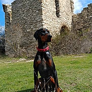 Pyros participe au concours pour gagner de l'argent avec cette photo : dog, doberman, sitting, grass, stone_wall, ruins, outdoor, blue_sky, clouds, nature, collar, animal, pet, sunlight, daytime, vintage, old_building, guarding, alert, brown_black
