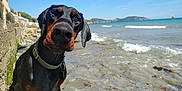 Pyros participe au concours pour gagner de l'argent avec cette photo : dog, doberman, beach, water, sea, rocks, collar, sky, waves, outdoor, nature, curious, pet, canine, summer, shoreline, animal, playful, portrait, daylight