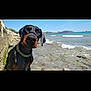Pyros participe au concours pour gagner de l'argent avec cette photo : dog, doberman, beach, water, sea, rocks, collar, sky, waves, outdoor, nature, curious, pet, canine, summer, shoreline, animal, playful, portrait, daylight