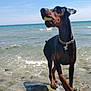Pyros a rejoint le concours — aidez-le/la à gagner de superbes lots ! dog, doberman, ball, water, sea, ocean, rocks, waves, sky, collar, pet, outdoor, animal, playful, nature, sunlight, shore, canine, beach, summer