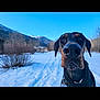 Pyros participe au concours pour gagner de l'argent avec cette photo : doberman, dog, snow, mountains, outdoor, nature, sky, blue_sky, winter, canine, pet, animal, close_up, snout, leash, collar, trees, bushes, landscape, daytime