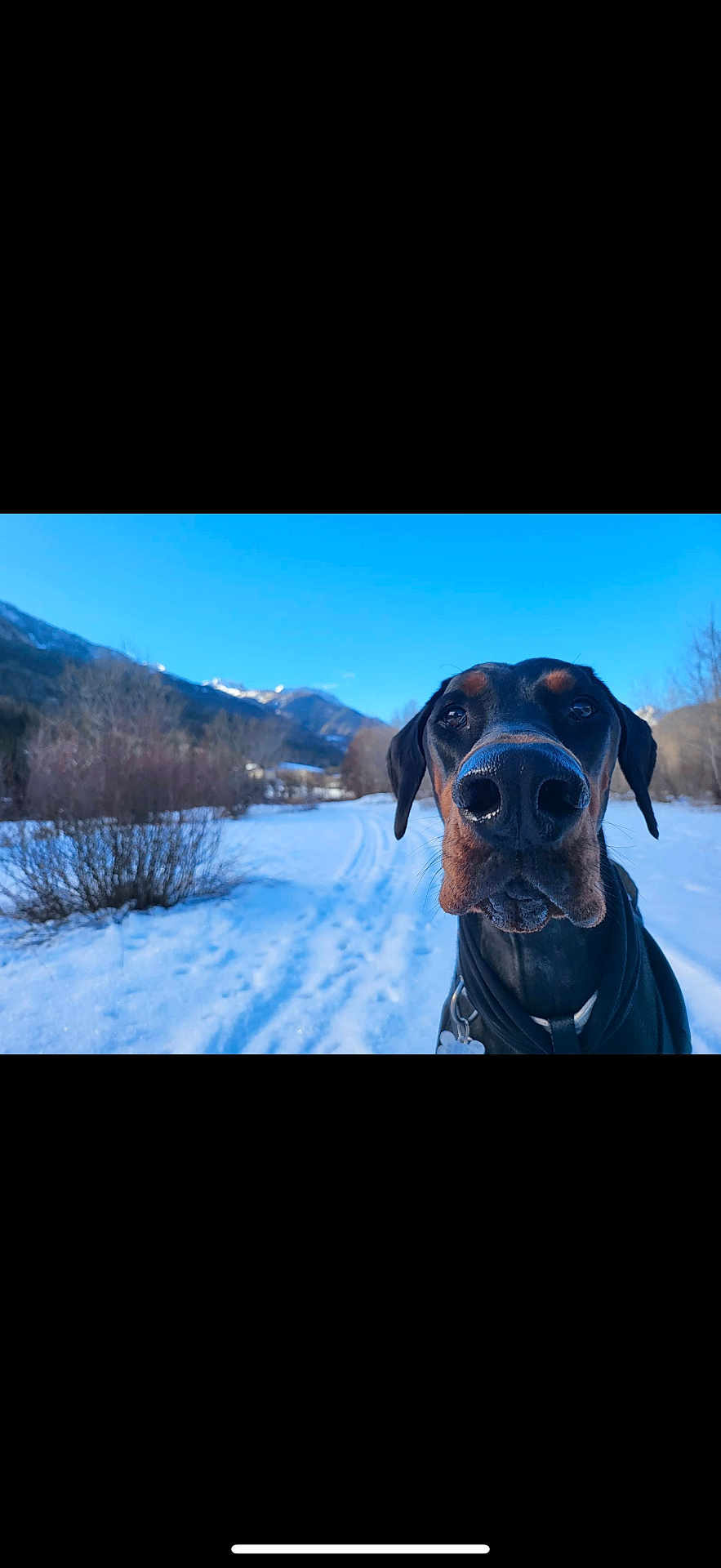 Pyros participe au concours pour gagner de l'argent avec cette photo : doberman, dog, snow, mountains, outdoor, nature, sky, blue_sky, winter, canine, pet, animal, close_up, snout, leash, collar, trees, bushes, landscape, daytime