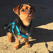 Mikmik a rejoint le concours — aidez-le/la à gagner de superbes lots ! dog, puppy, small_dog, black_and_tan, harness, blue_harness, tongue_out, outdoor, dirt_ground, sunlight, shadow, pet, canine, animal, cute, looking_up, ears, fur, leash, playful