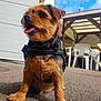 dog, small_dog, puppy, outdoor, pavement, harness, tongue_out, brown_fur, black_fur, fence, chair, table, sky, clouds, sunny, pet, animal, canine, sitting, daytime