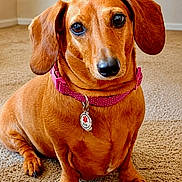 Kyah joined the competition — help win amazing prizes! animal, brown_fur, canine, carpet, close_up, collar, cute, dachshund, dog, floppy_ears, front_facing, home, identification_tag, indoors, long_body, pet, pink_collar, portrait, short_legs, sitting