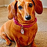animal, brown_fur, canine, carpet, close_up, collar, cute, dachshund, dog, floppy_ears, front_facing, home, identification_tag, indoors, long_body, pet, pink_collar, portrait, short_legs, sitting