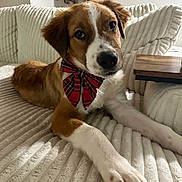 Oliver James joined the competition — help win amazing prizes! dog, bow_tie, couch, indoor, pet, brown_and_white, plaid, relaxed, furniture, cozy, table, living_room, portrait, canine, animal, domestic, paw, decor, home, cute