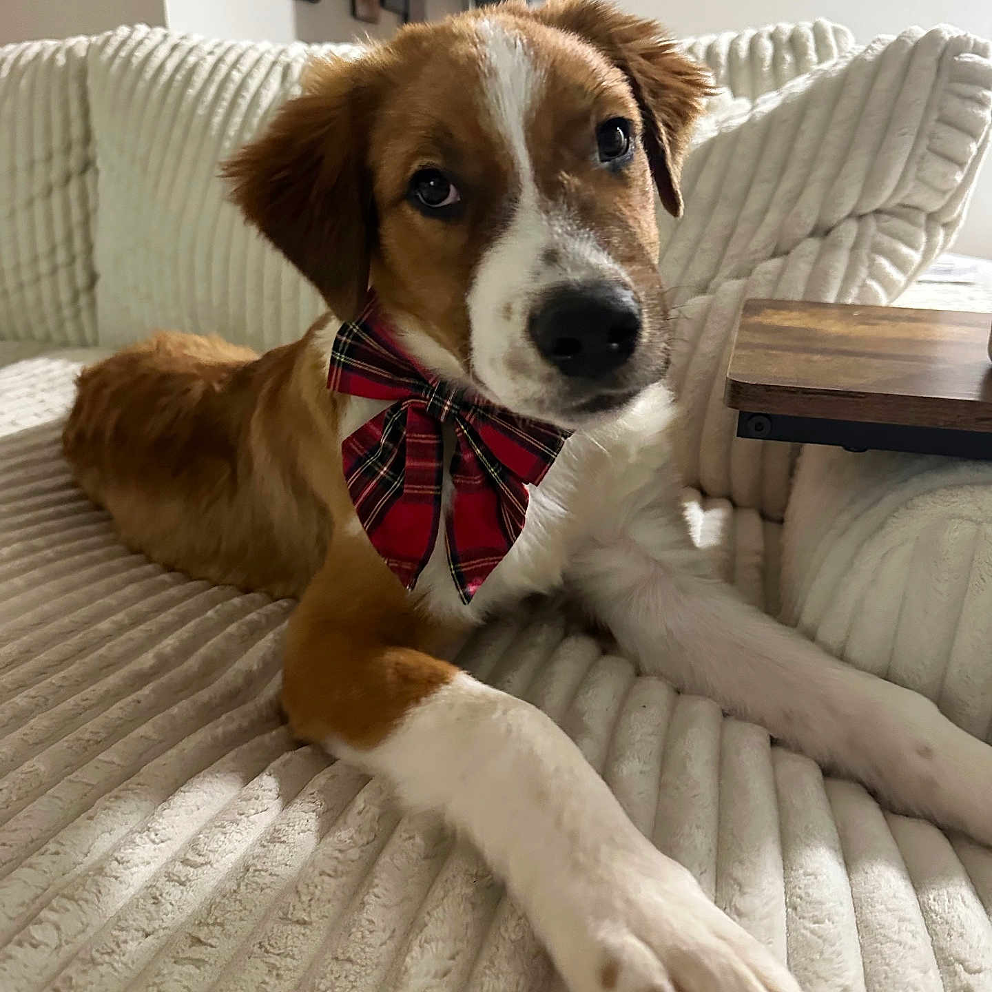 Oliver James joined the competition — help win amazing prizes! animal, bow_tie, brown_and_white, canine, couch, cozy, cute, decor, dog, domestic, furniture, home, indoor, living_room, paw, pet, plaid, portrait, relaxed, table