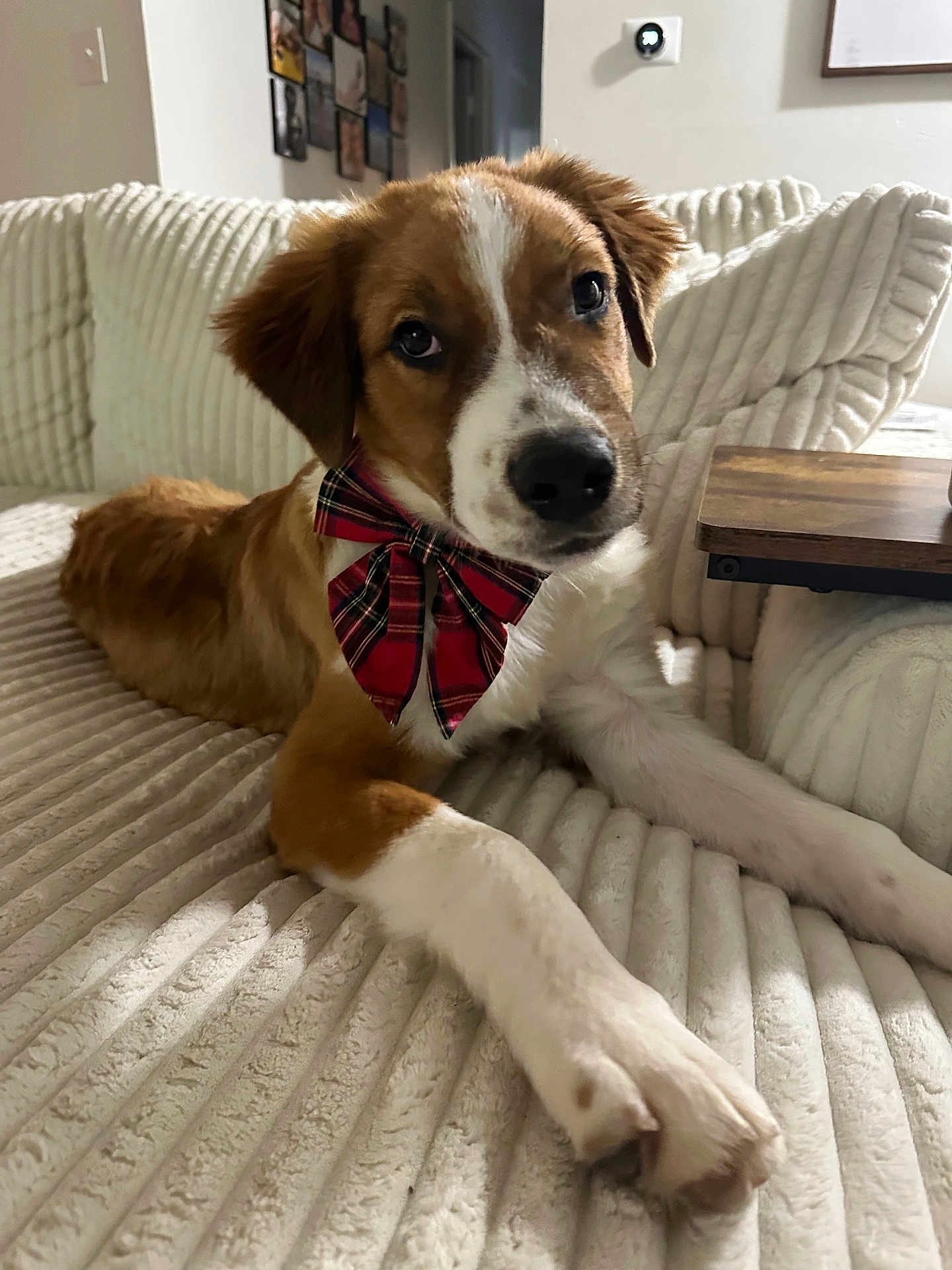 Oliver James joined the competition — help win amazing prizes! dog, bow_tie, couch, indoor, pet, brown_and_white, plaid, relaxed, furniture, cozy, table, living_room, portrait, canine, animal, domestic, paw, decor, home, cute
