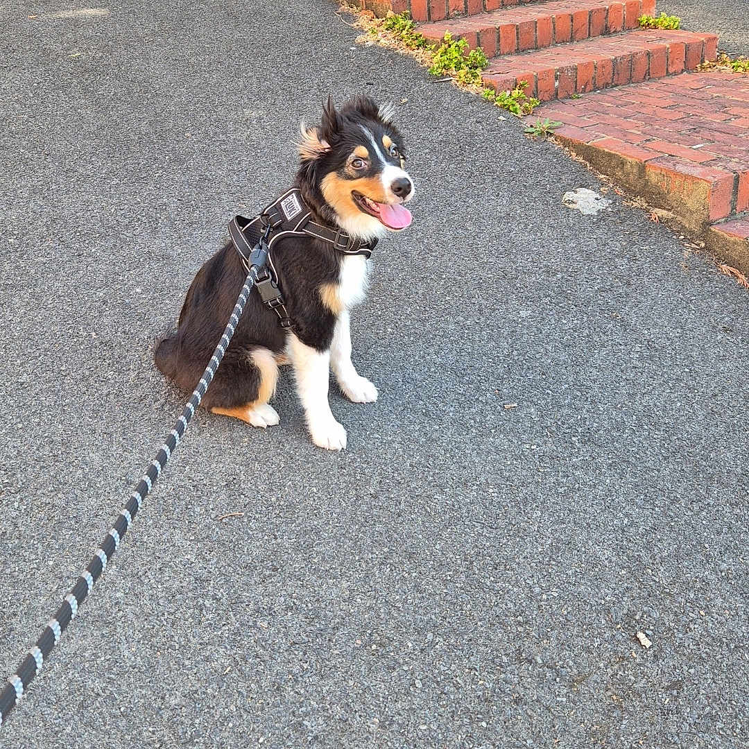 Aiko a rejoint le concours — aidez-le/la à gagner de superbes lots ! dog, puppy, leash, pavement, brick_wall, stairs, trash_bin, outdoor, pet, happy, tongue_out, black_and_white, fur, canine, sitting, suburban, daylight, sidewalk, house, obedient