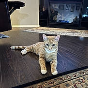 Harley Winston joined the competition — help win amazing prizes! animal, cat, chair, cozy, curious, decor, fireplace, floor, furniture, home_interior, indoor, living_room, lying_down, orange_tabby, paws, pet, reflection, relaxed, rug, wooden_floor