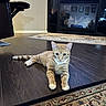 animal, cat, chair, cozy, curious, decor, fireplace, floor, furniture, home_interior, indoor, living_room, lying_down, orange_tabby, paws, pet, reflection, relaxed, rug, wooden_floor