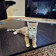 Harleywinstonchadek is registered to the contest to win money with this photo: alert, animal, cat, cozy, curious, domestic_cat, fireplace, floor, furniture, home, household, indoor, living_room, orange_tabby, pet, reflection, relaxing, resting, rug, wooden_floor